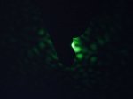 pglIIc150-1.jpg