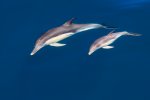 dolphin-2.jpg