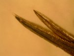 mystery item 021.jpg