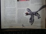 last  try small fossil pics 013.JPG