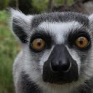 TheWiseLemur
