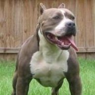 pitbull79