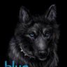 Blue Wolf 6