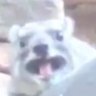 Koodge