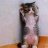 Cam453