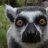 TheWiseLemur