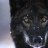 Blackwolf